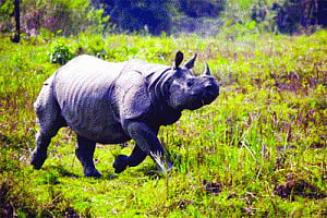 Kaziranga set to welcome tourists from Nov 1