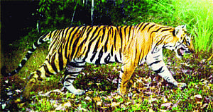 Urbanisation to reduce tiger connectivity: Study