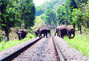 Massacre again: 10 jumbos felled by train