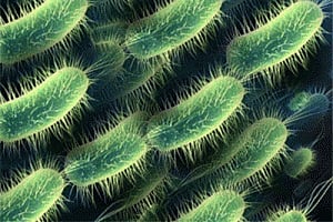 Probiotics may ward off depression