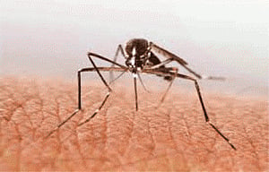 low-dose treatment may block malaria transmission