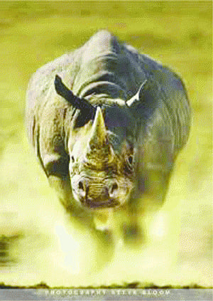 Assam Govt announces Rs 1l reward for info on poachers