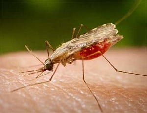 Malaria research requires USD 8.3 billion
