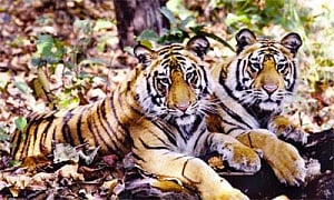 Tiger Census to commence today