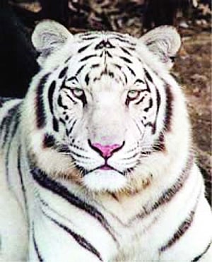 NTCA: No white tiger for Madhya Pradesh