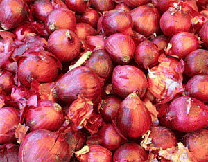Pawar asks Commerce Ministry to scrap onion export floor price