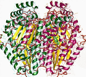 Enzyme that produces melatonin originated 500 mln years ago