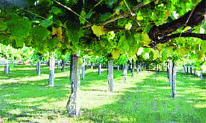 1000-yr-old vineyards discovered in Spain