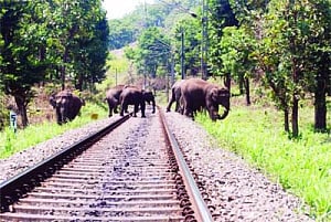 SC hits the brakes on Rlys to avert jumbo deaths on tracks