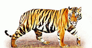 78 tigers died, 42 fell to poaching last year