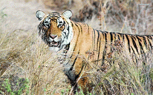 Straying tiger to be shifted to Simlipal finally