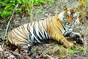 Occupancy area loss threatening rising tiger population