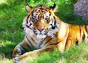 Simlipal Tiger Reserve's dog squad thwarts poaching
