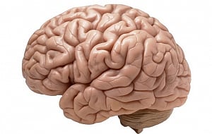 Brain structure may determine pain sensitivity