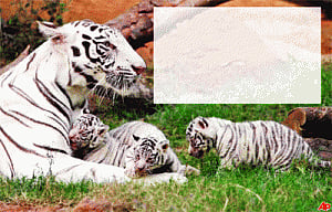 Delhi Zoo's triumph tinged with tension