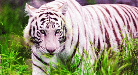 Delhi Zoo's triumph ends in tragedy