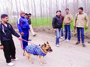 No cock & bull story, stolen buffaloes 'found'