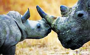 Assam plan to save rhinos by dehorning stirs debate