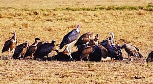 Maha bans Aceclofenac to save last few species of vultures
