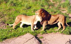 Trigger happy Britain now turns saviour of Asian lion