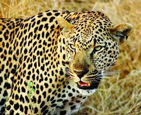 UP's west turns wild as leopard, tiger on prowl