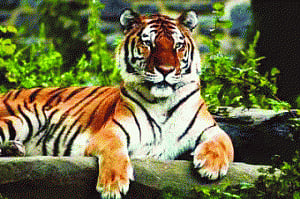 Pilibhit set to get its own pride