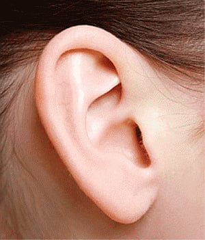 New technique can grow ears, nose from body fat
