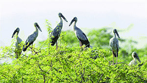 Pulicat Bird Sanctuary wings clipped after ESZ reduction
