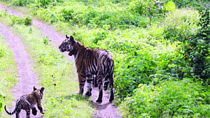Int'l conservationists to study tiger management at Panna Reserve