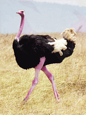 24 years later, Delhi zoo to take ostriches under its wing