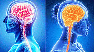 Men and women do not have different brains: scientist