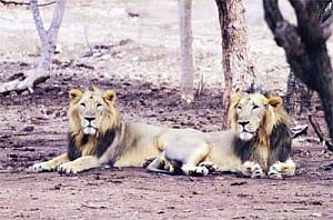Gujarat, MP lock horns over lions