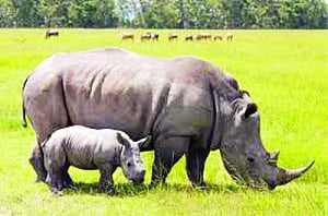 'Dehorning rhino can't be solution to poaching'