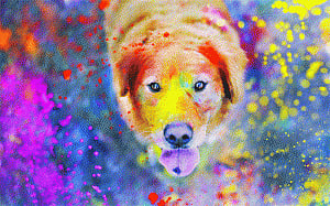 Spare your furry friend
