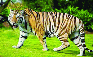 NTCA asks UP to identify potential man-eaters