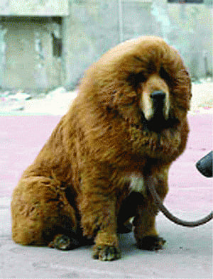 Dog sold for US $2 million in China, says report