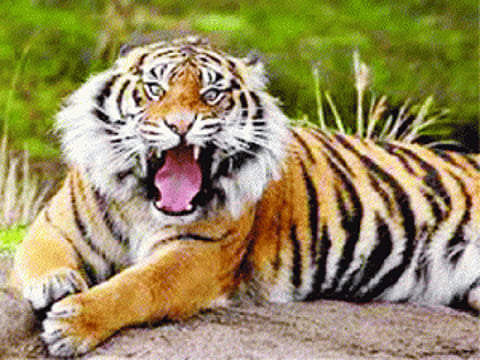 Elusive Bijnore tigress resurfaces; hunts on