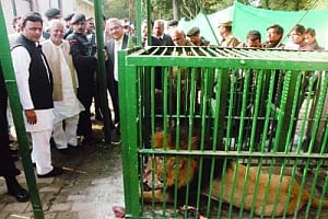 Gir lions tickle Modi, Akhilesh's funny bone