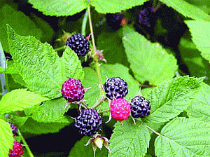 Berrylicious