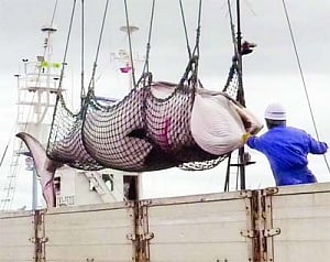 Japan kills 251 minke whales in final Antarctic hunt