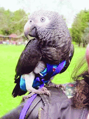 Pet parrot fights off woman's attacker in london park