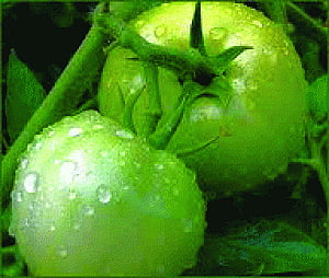 Green tomatoes may help build bigger, stronger muscles