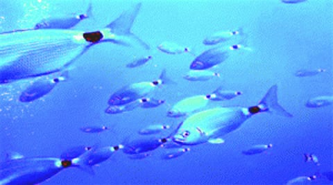 Earliest evidence of limb bone marrow in 370-mn-yr-old fish