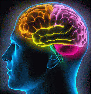 How brain pays attention decoded