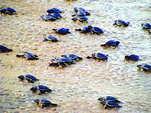 Conservationists worried over delay of Olive Ridley Turtles' 'arribada'
