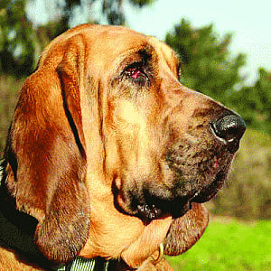 Small Colorado town elects dog as Mayor
