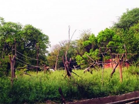 Zoo animals must exercise for food & fitness