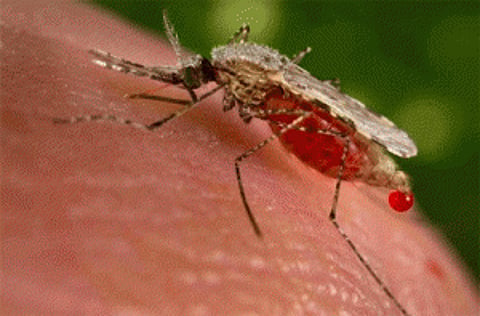 New way to fight malaria found