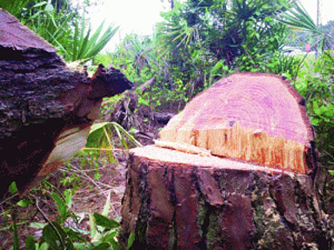 Forest workers eye their share of pie in poll season
