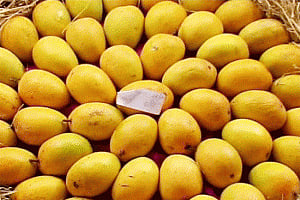 Ban on Alphonso mangoes: India to take up the issue with EU